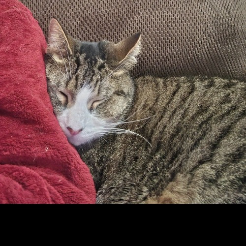 Joyces Fear Free Certified Cat Care
