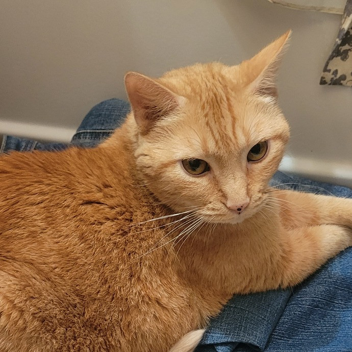 Joyces Fear Free Certified Cat Care