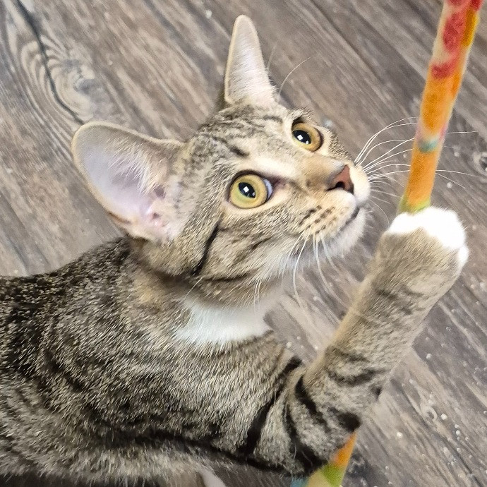 Joyces Fear Free Certified Cat Care