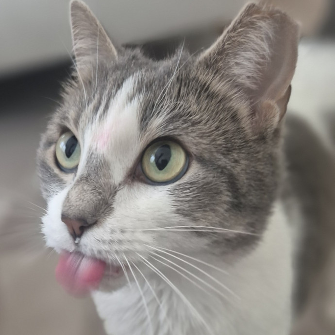 Joyces Fear Free Certified Cat Care
