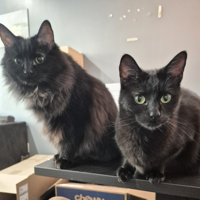 Joyces Fear Free Certified Cat Care
