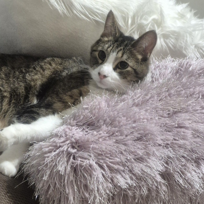 Joyces Fear Free Certified Cat Care
