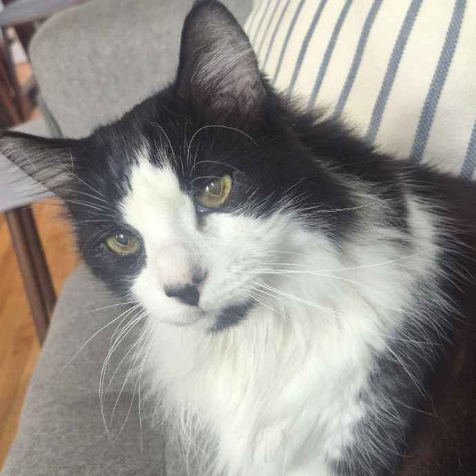 Joyces Fear Free Certified Cat Care