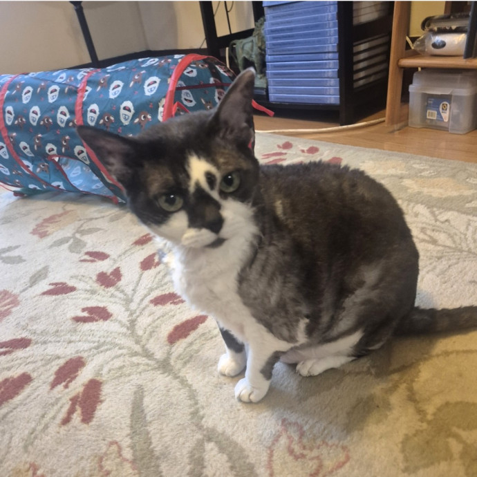 Joyces Fear Free Certified Cat Care
