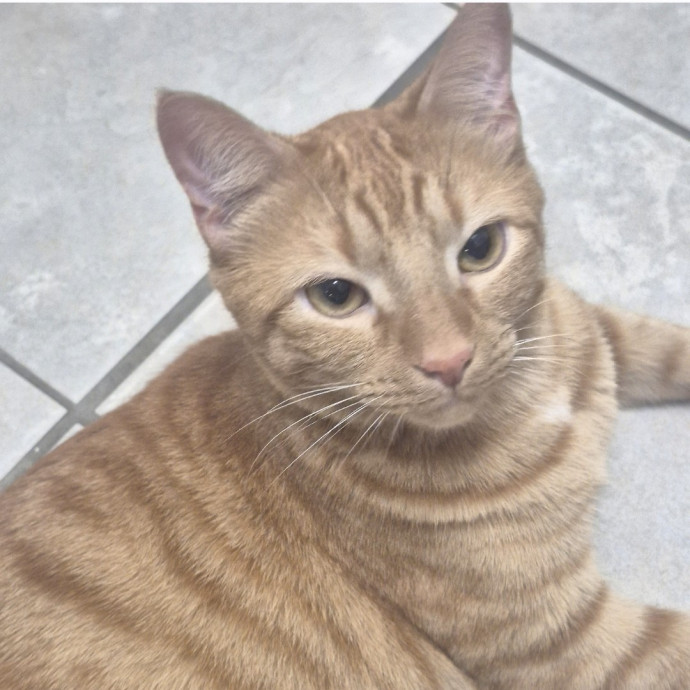 Joyces Fear Free Certified Cat Care