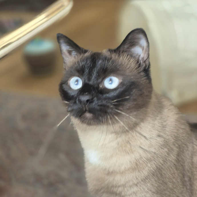 Joyces Fear Free Certified Cat Care