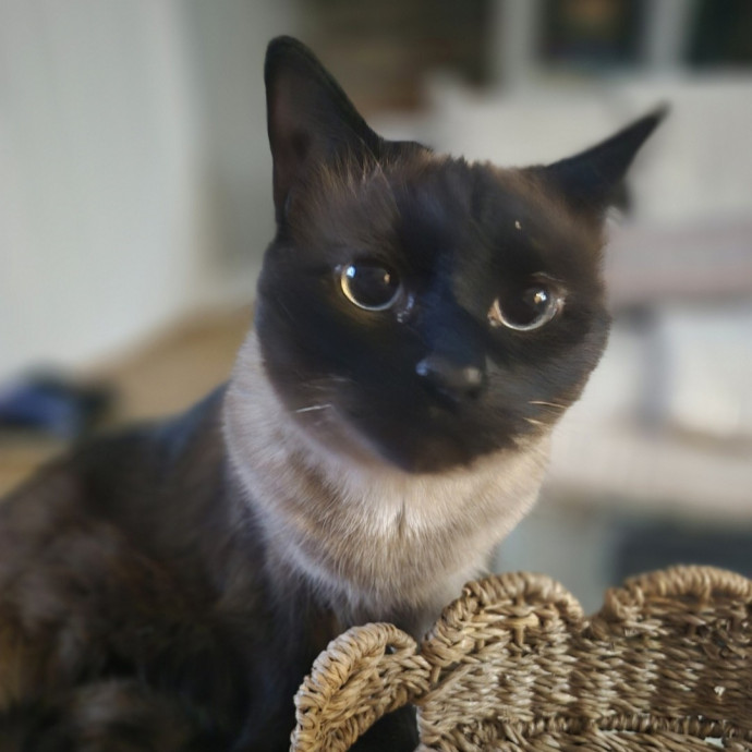 Joyces Fear Free Certified Cat Care
