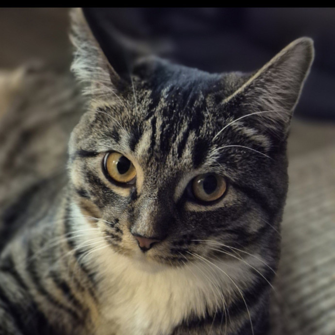 Joyces Fear Free Certified Cat Care