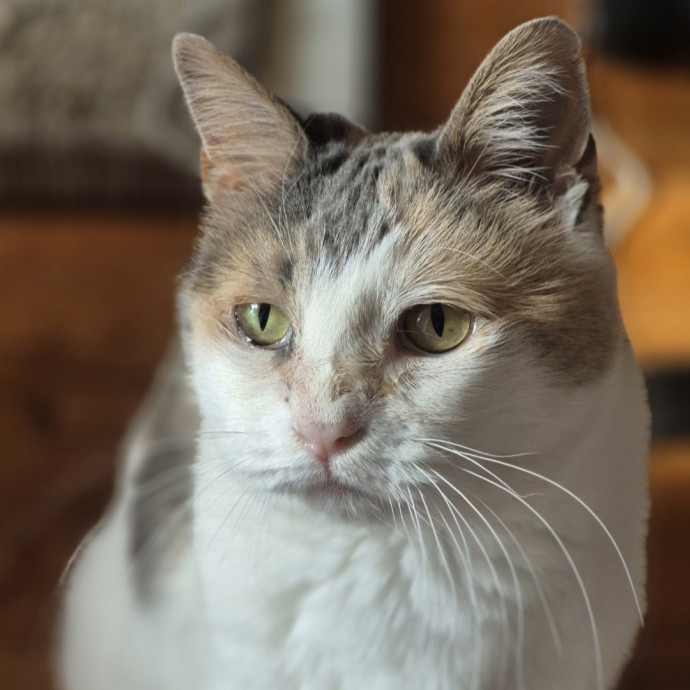 Joyces Fear Free Certified Cat Care