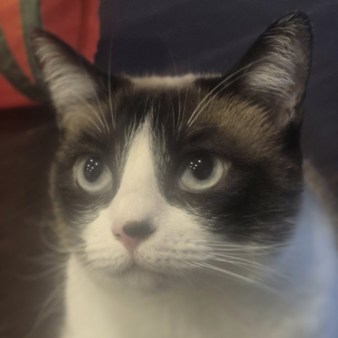 Joyces Fear Free Certified Cat Care