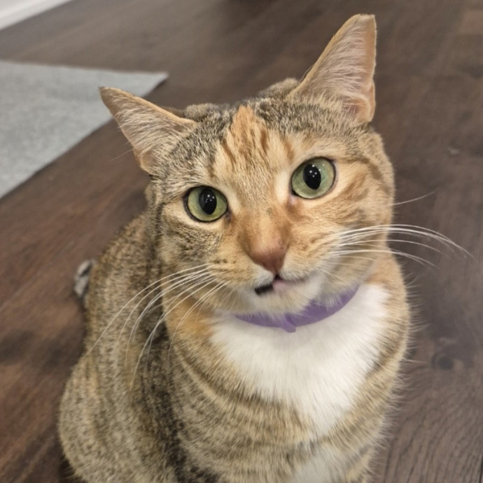 Joyces Fear Free Certified Cat Care