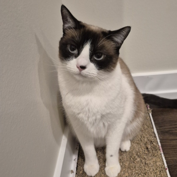 Joyces Fear Free Certified Cat Care