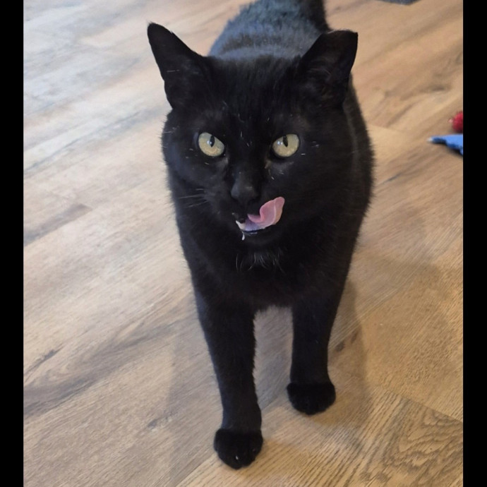 Joyces Fear Free Certified Cat Care