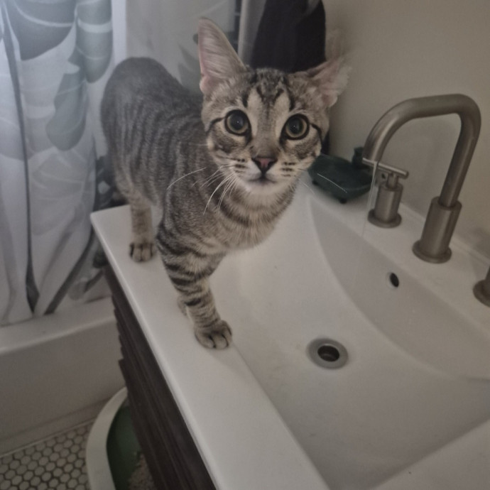 Joyces Fear Free Certified Cat Care
