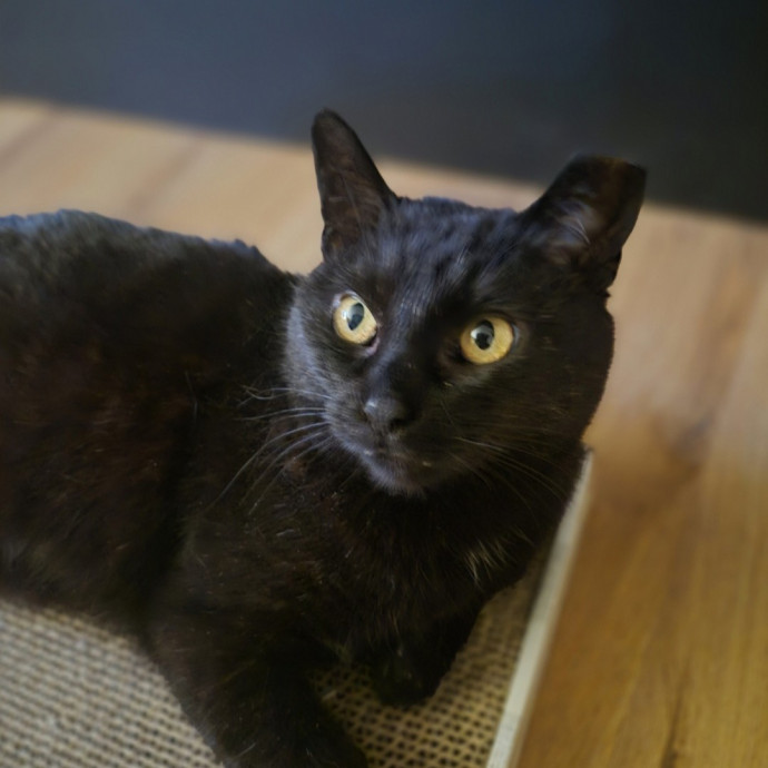 Joyces Fear Free Certified Cat Care