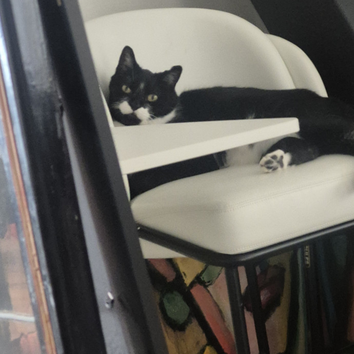 Joyces Fear Free Certified Cat Care