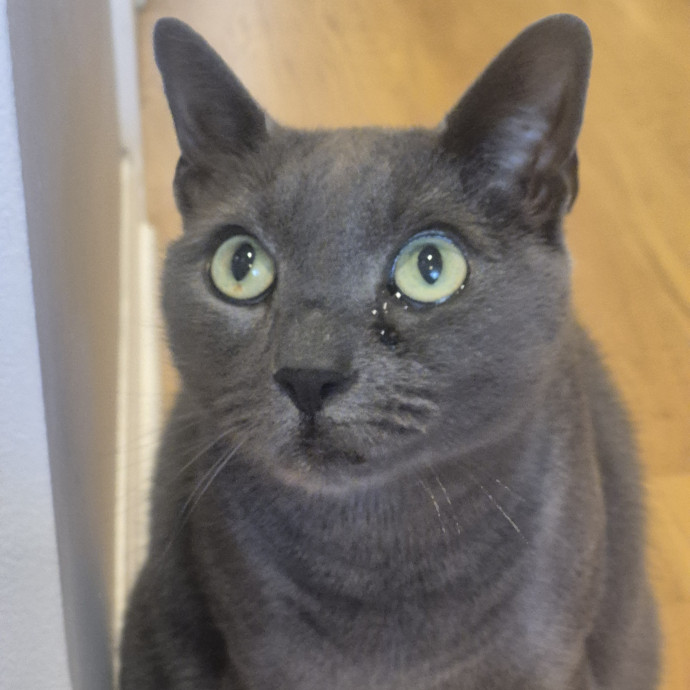 Joyces Fear Free Certified Cat Care