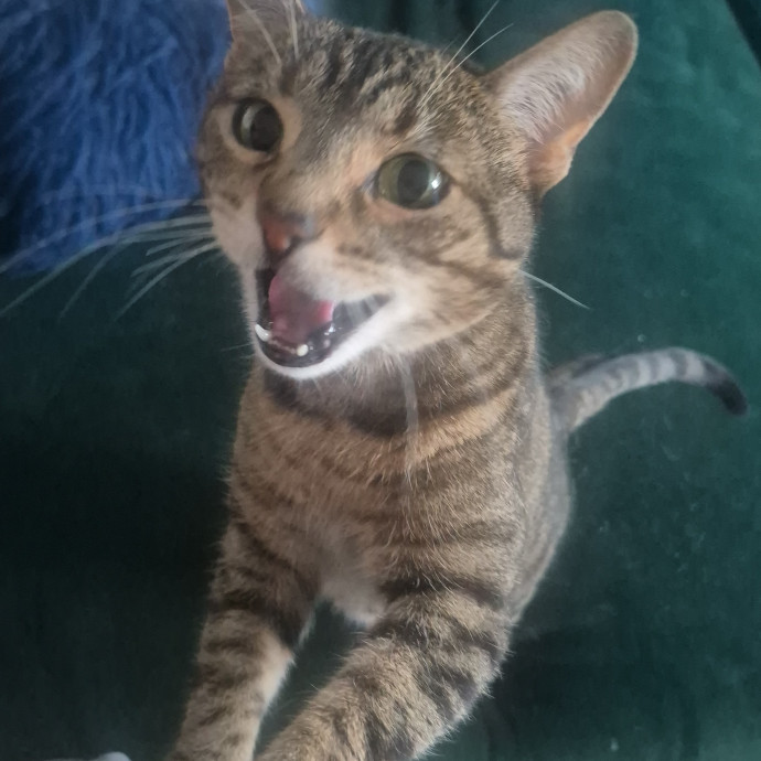 Joyces Fear Free Certified Cat Care