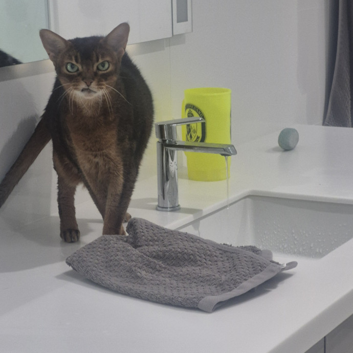 Joyces Fear Free Certified Cat Care