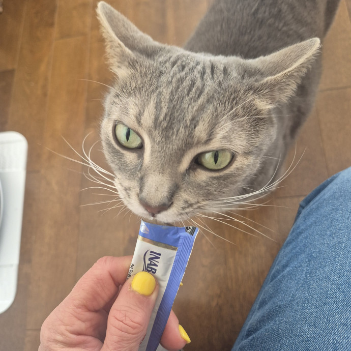 Joyces Fear Free Certified Cat Care photo 2