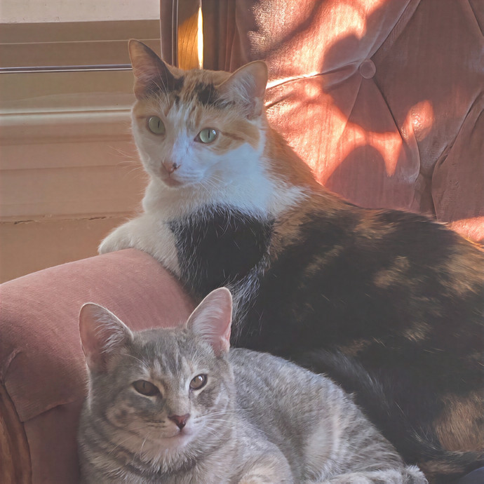 Michelle's Shy And Diabetic Kitty Care