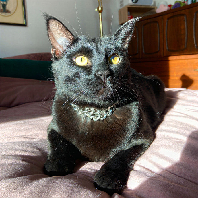 Michelle's Shy And Diabetic Kitty Care