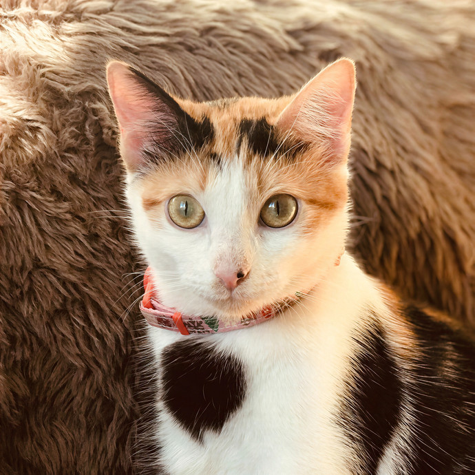 Michelle's Shy And Diabetic Kitty Care