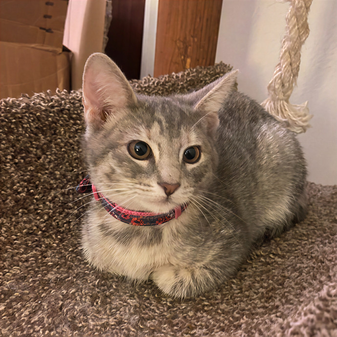 Michelle's Shy And Diabetic Kitty Care