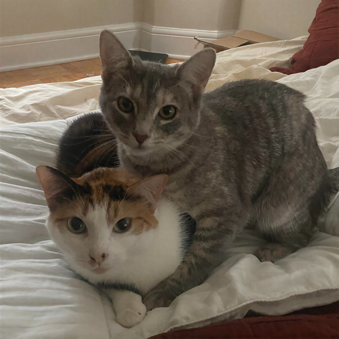 Michelle's Shy And Diabetic Kitty Care