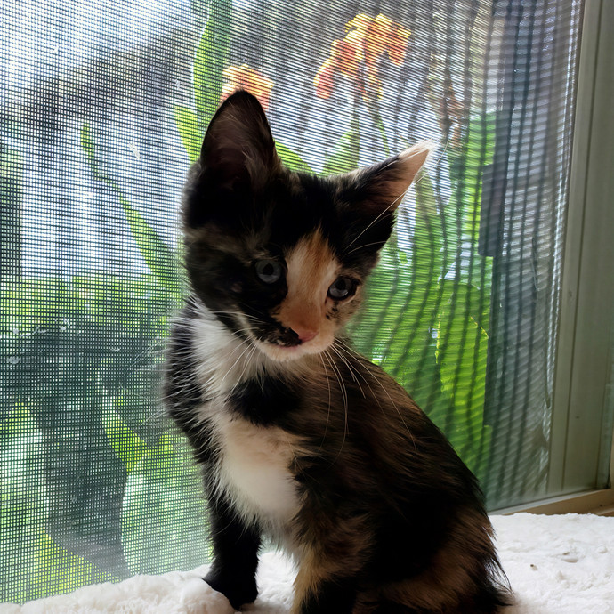 Michelle's Shy And Diabetic Kitty Care