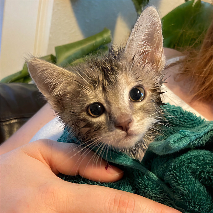 Michelle's Shy And Diabetic Kitty Care