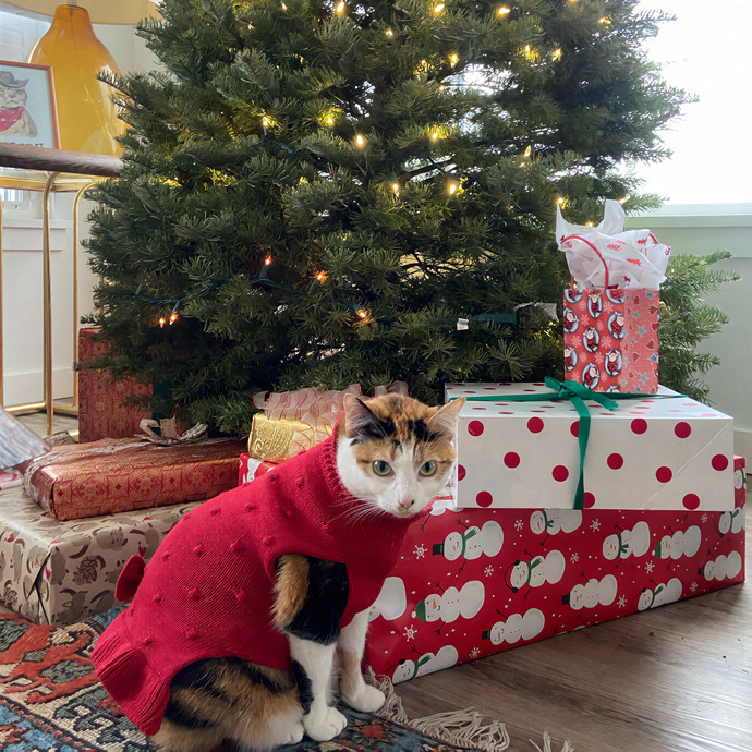 Michelle's Shy And Diabetic Kitty Care photo 3