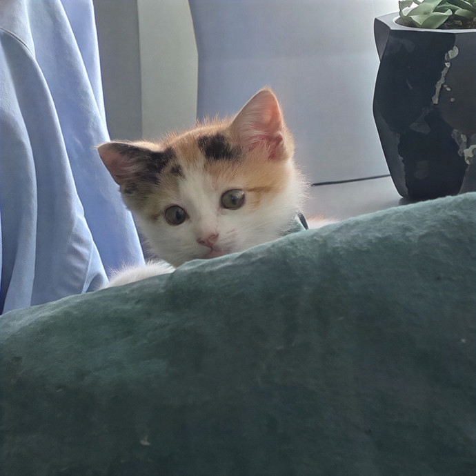 Michelle's Shy And Diabetic Kitty Care photo 2