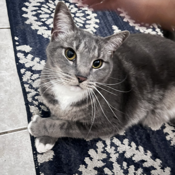Fluent In Head Boops And Purrs