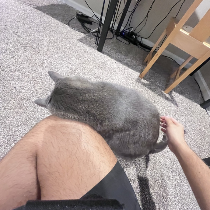 Fluent In Head Boops And Purrs