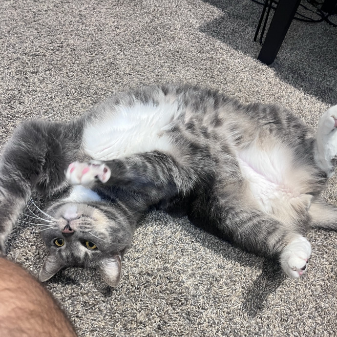 Fluent In Head Boops And Purrs