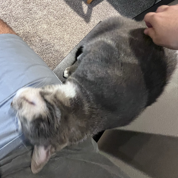 Fluent In Head Boops And Purrs