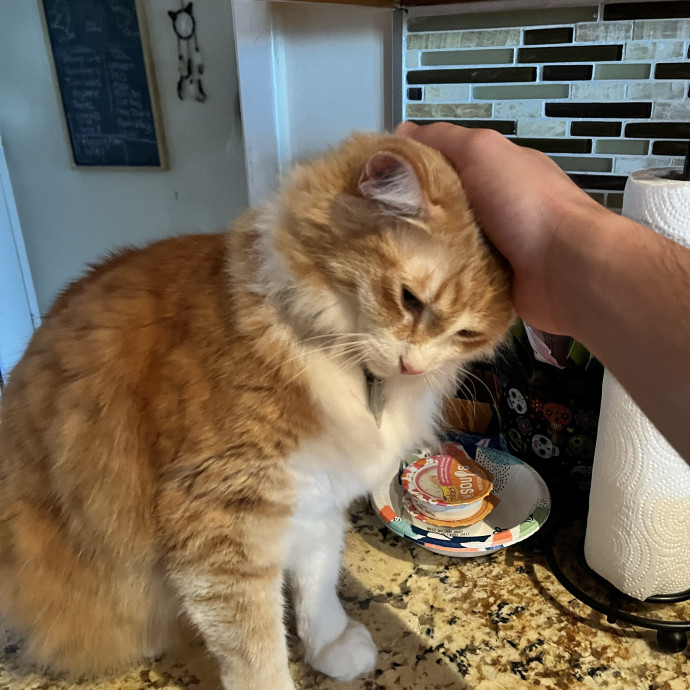 Fluent In Head Boops And Purrs photo 2