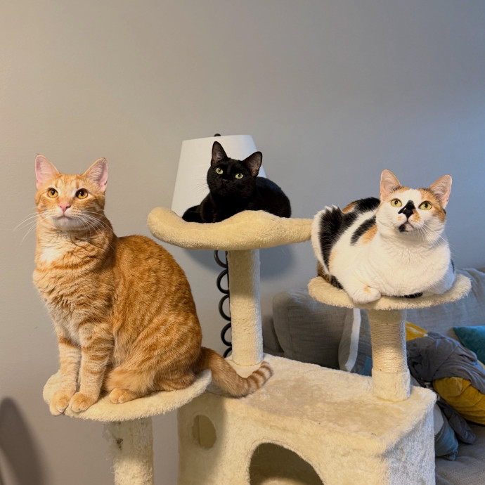 Lifetime Cat Expert And Rescue Volunteer photo 3