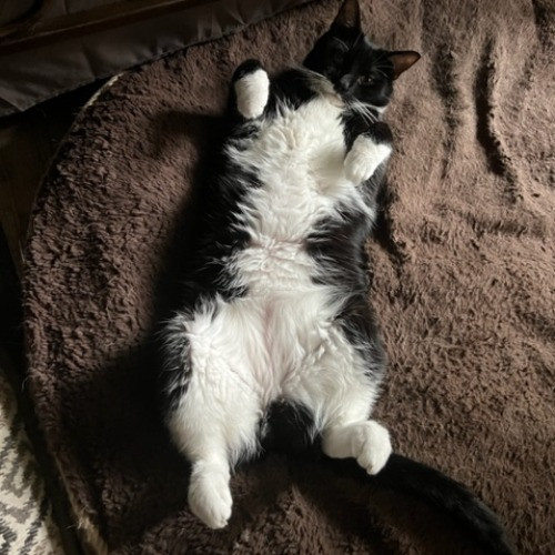 Zookeeper Turned Insured Cat Sitter