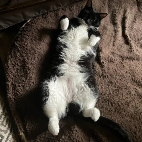 Zookeeper Turned Insured Cat Sitter