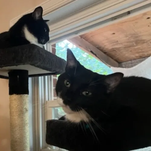 Zookeeper Turned Insured Cat Sitter