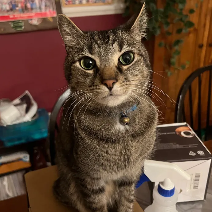 Zookeeper Turned Insured Cat Sitter