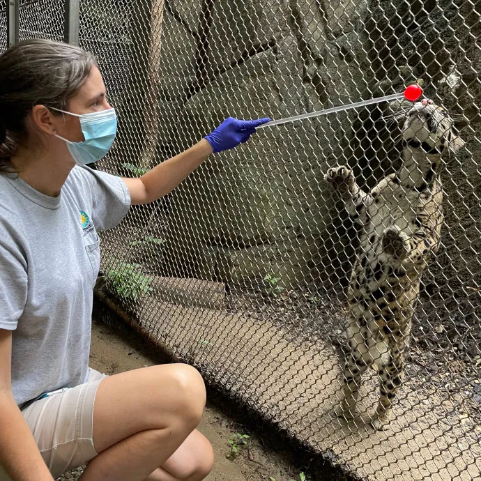 Zookeeper Turned Insured Cat Sitter