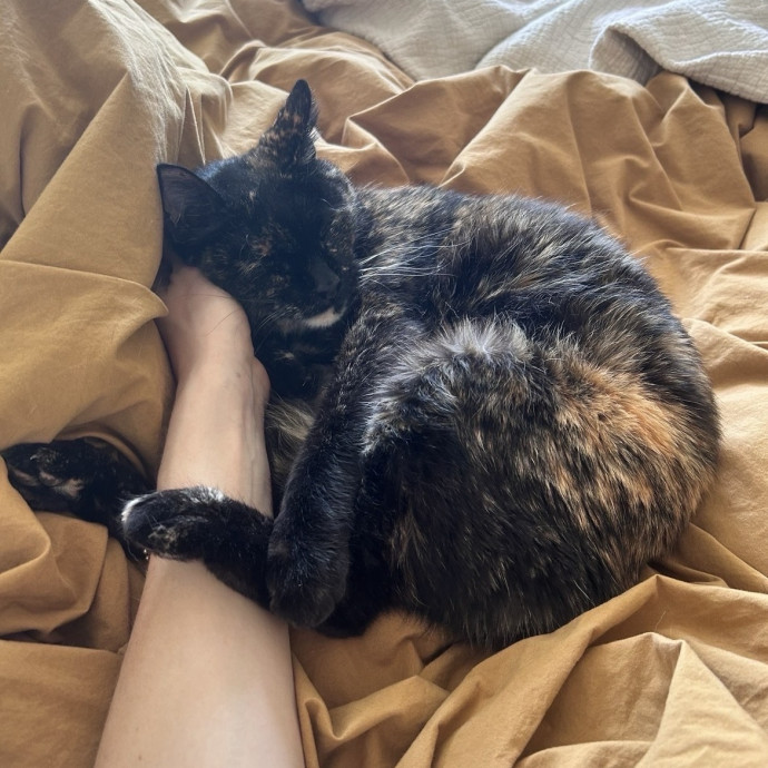 A Kat For Your Cat
