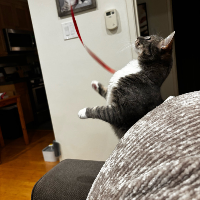 Michele The La Cat Whisperer photo 3