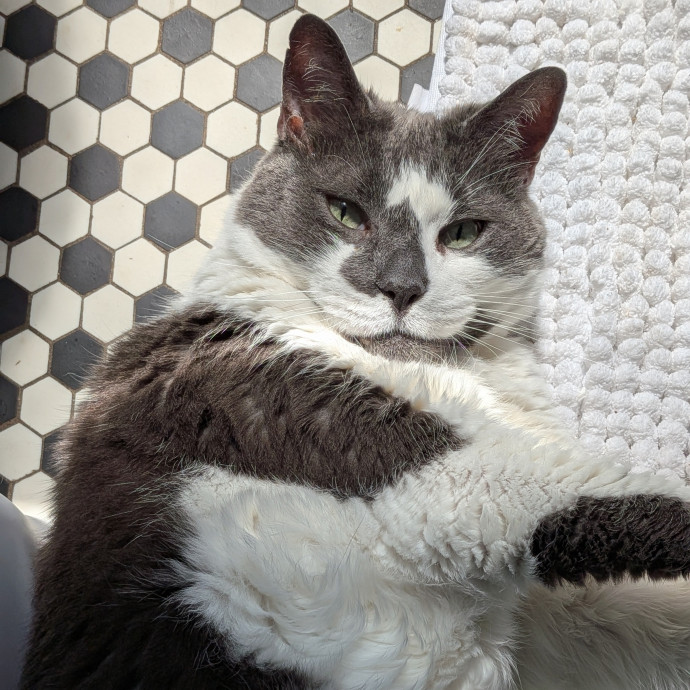 Lifelong Cat Owner  Med-Savvy Sitter photo 2