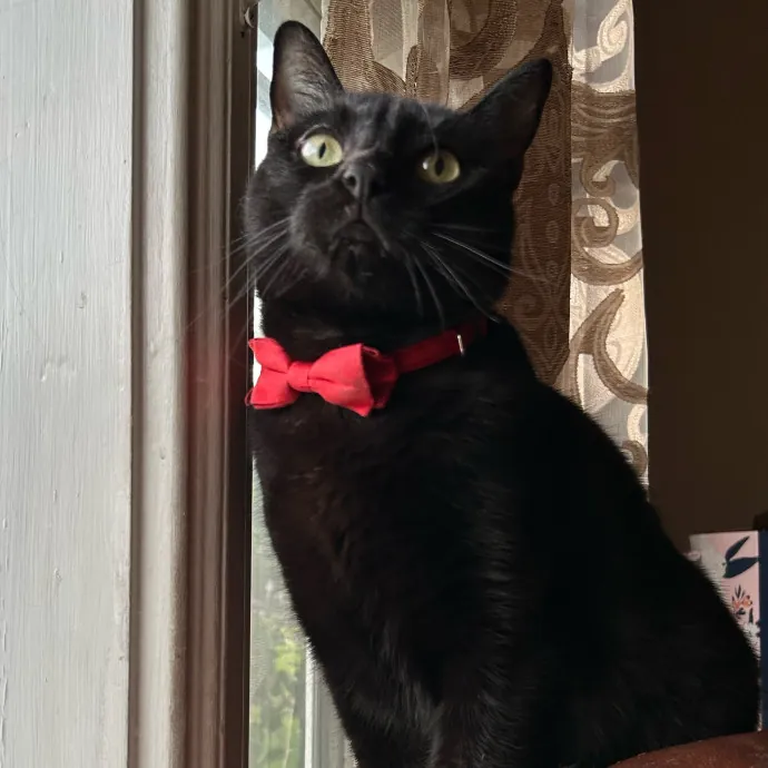 Lina's Tricks And Treats