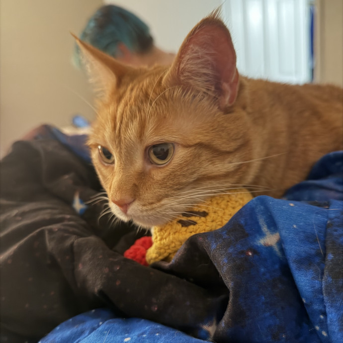 Experienced Cat Parentsitter