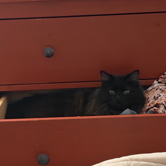 Experienced Cat Parentsitter